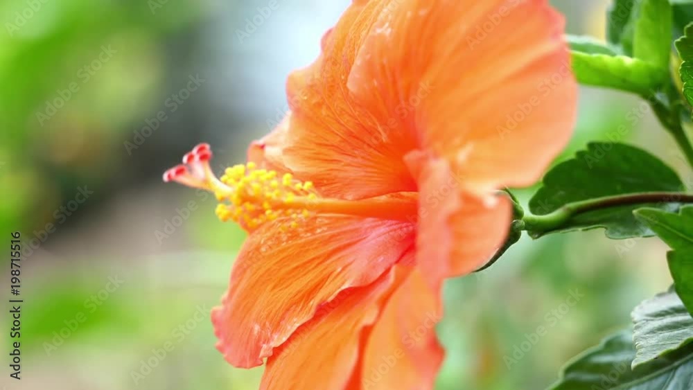 Flowers Or Hibiscus Rosa-Sinensis Flower Flowers Or Hibiscus Rosa-Sinensis Flower