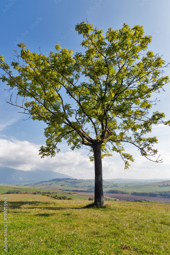 lonely tree on a high hill pasture