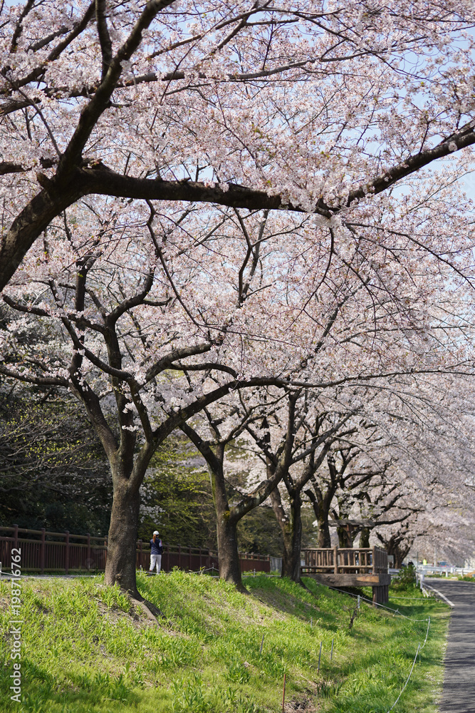 桜のある風景