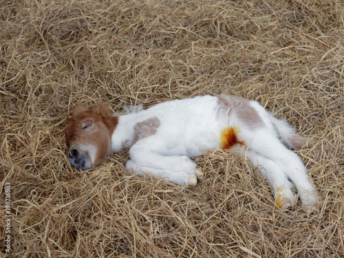 White and brown newborn foal of horse or pony sleeping or resting over pile of hay with anti infection or antibiotic medicine on its navel after umbilical cord was cut