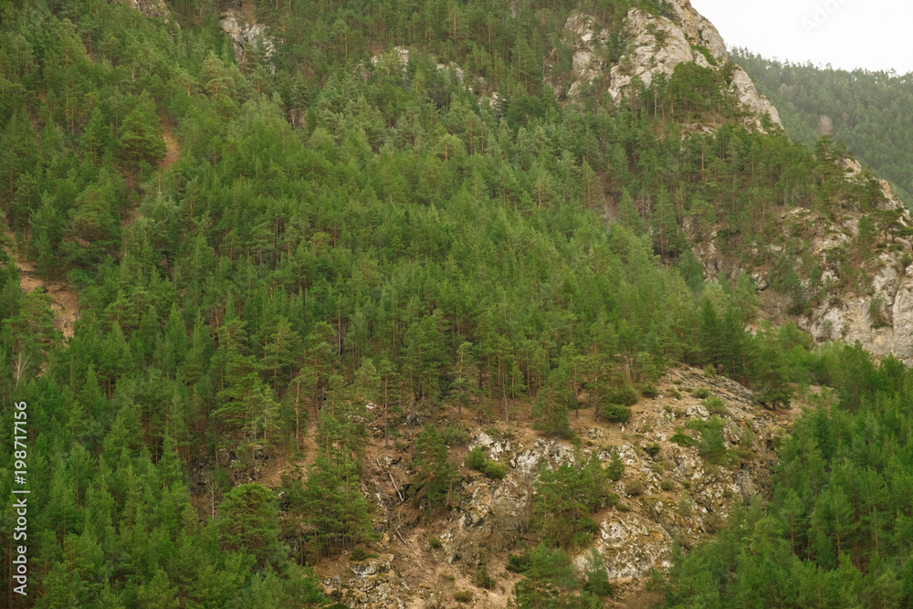 thickets of coniferous green trees on a mountainside in cloudy weather background