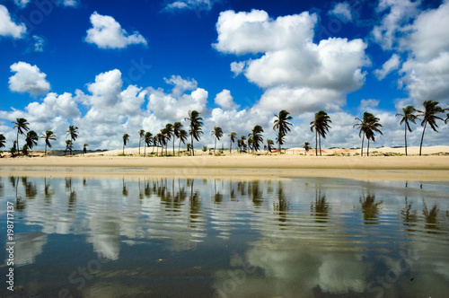 coqueiros na praia refletido na água - praia de ponta do mel, areia branca, rio grande do norte, brasil photo