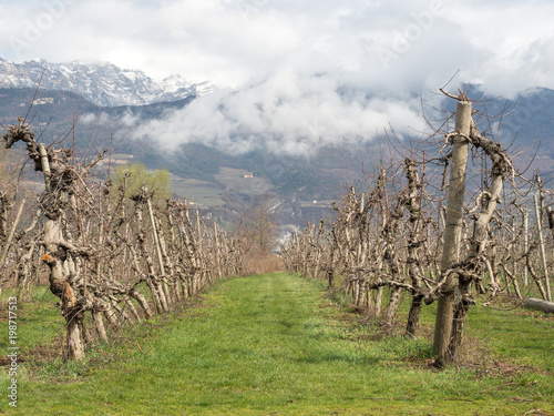 vineyard in trentino photo