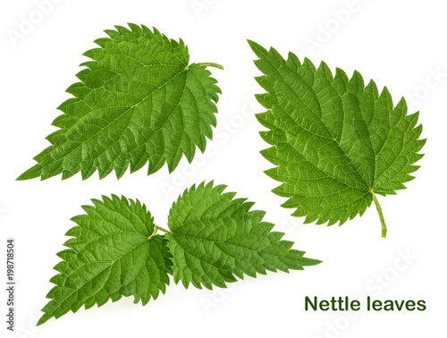 Schilderij op canvas Nettle leaf isolated on white without shadow. set
