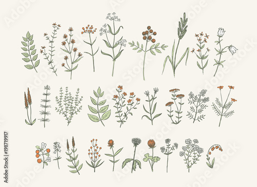 Vector Hand Drawn Flowers