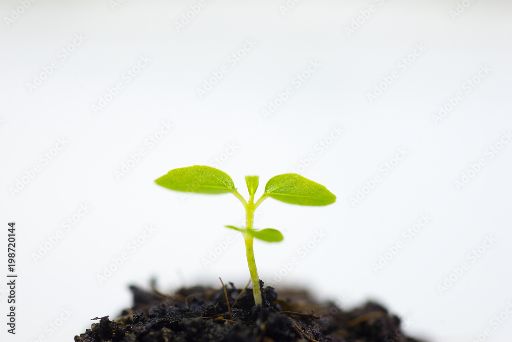 Growing tree on a white background. Growing tree on a white background.