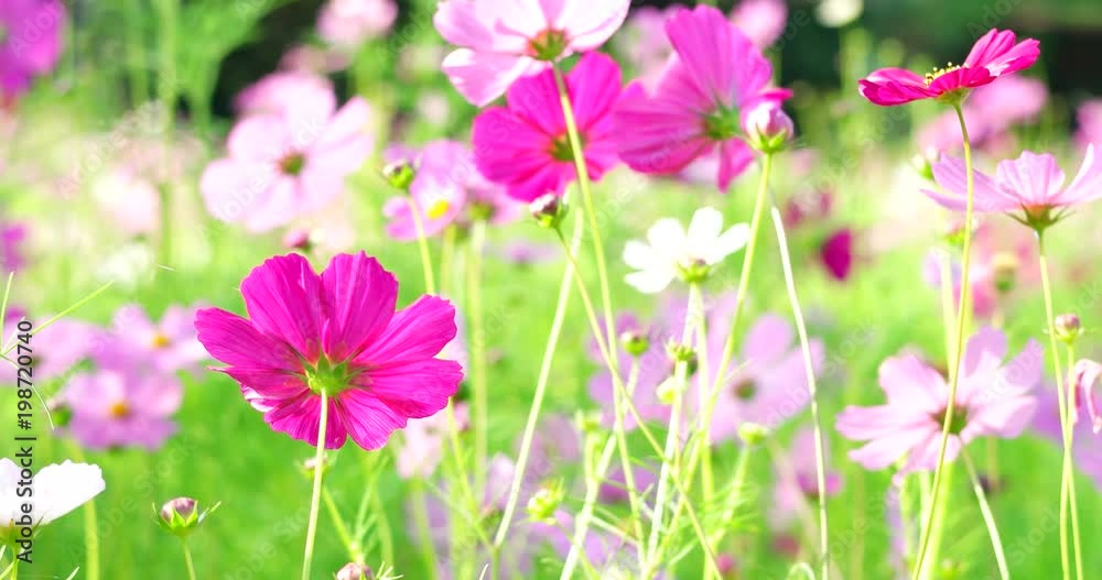 Cosmos flowers garden at jim thomson farm in Nakhon Ratchasima Thailand 4k from h.265 high bitrate Cosmos flowers garden at jim thomson farm in Nakhon Ratchasima Thailand 4k from h.265 high bitrate