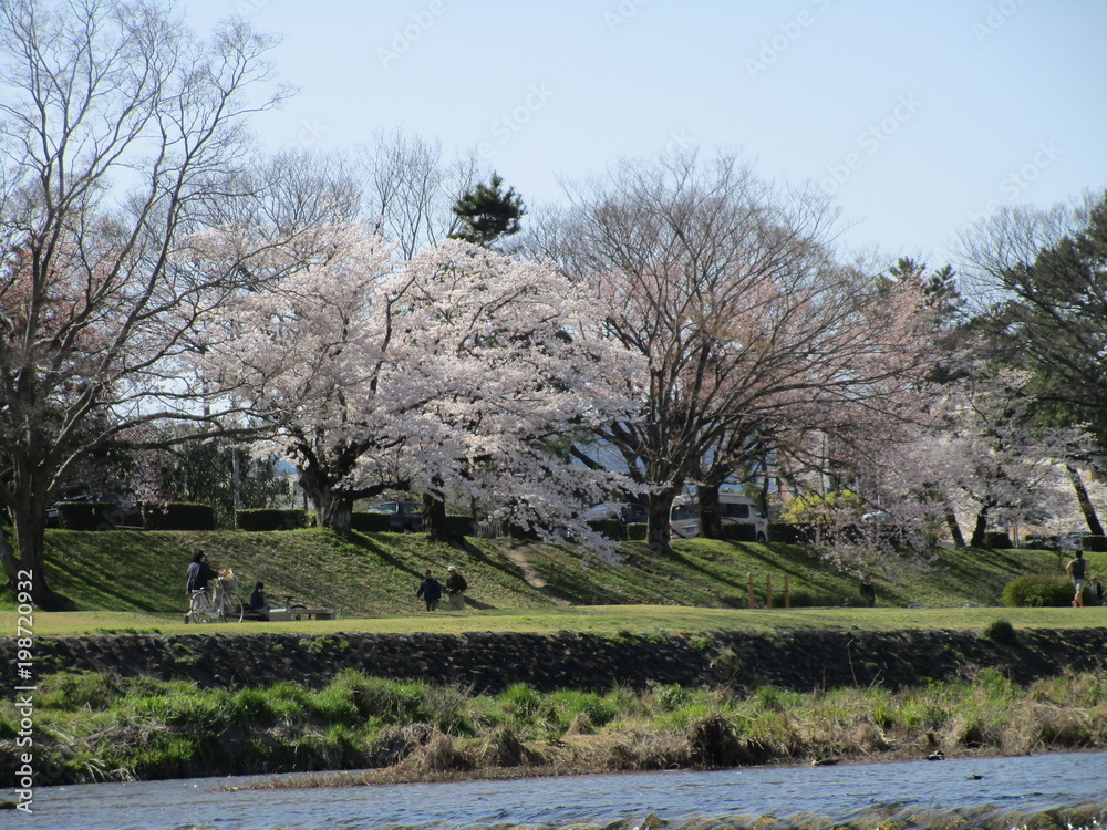 鴨川　桜