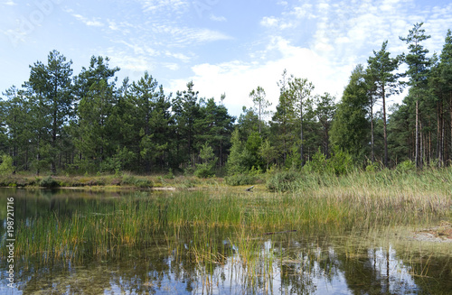 Laesoe / Denmark: Lakeside of the dreamy swimming pond in the woods near Byrum
