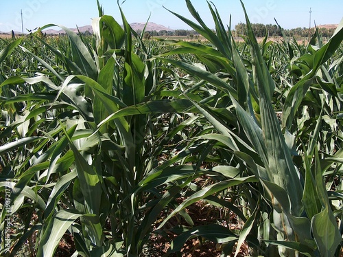 Bild auf Leinwand Sorgo per la produzione di biomassa