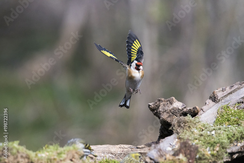 Cardellino photo