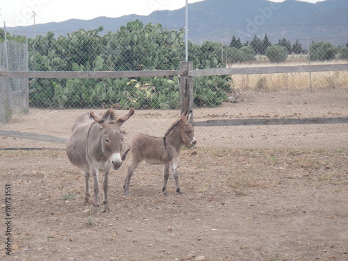 Asino di razza sarda photo