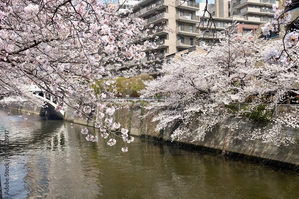 目黒川の桜 目黒川の桜