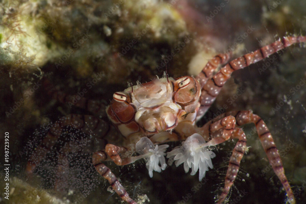 Pom-pom crab or boxer crab ( Lybia tesselata )