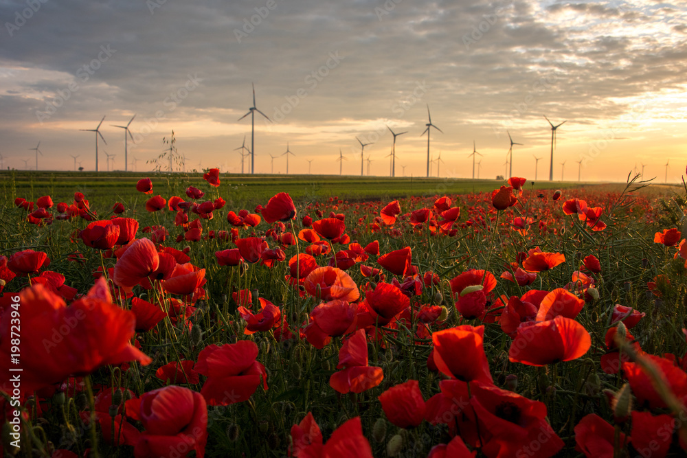 Wind Farm of Wind Turbines