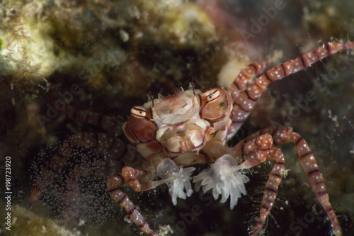 Pom-pom crab or boxer crab ( Lybia tesselata )