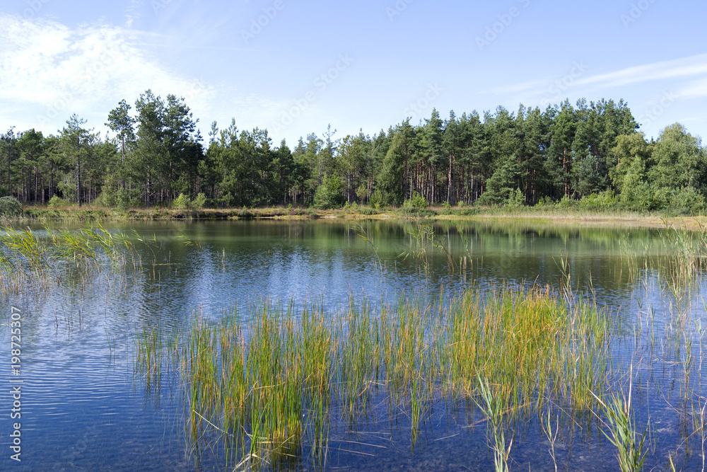 Laesoe / Denmark: Lakeside of the dreamy swimming pond in the woods near Byrum