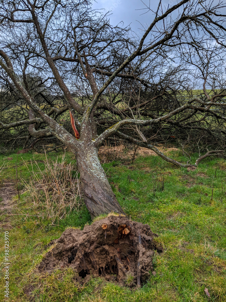 Obraz premium Fallen tree, destroyed by Storm. Natural disaster