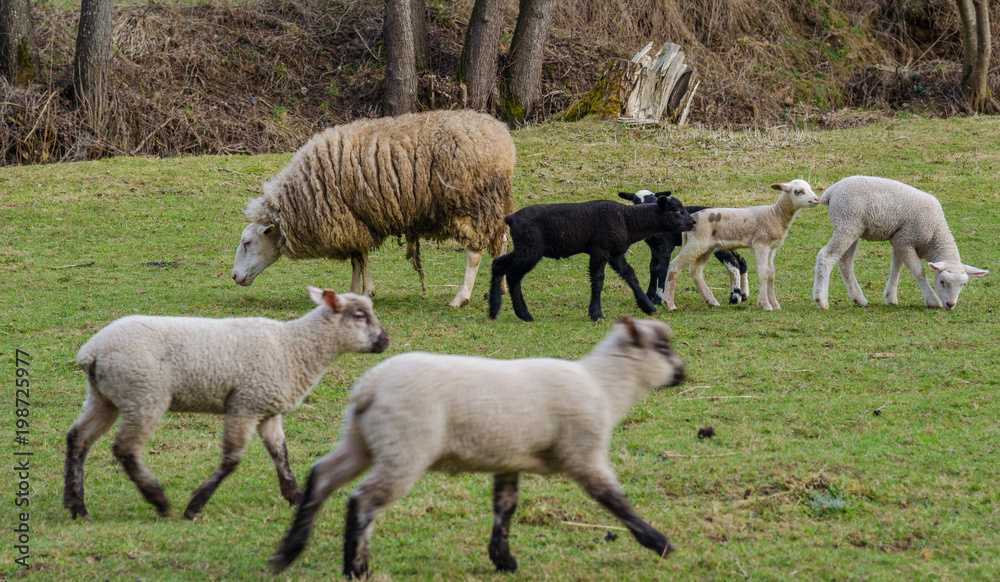 Lambs running and having fun in spring. Realistic colors Lambs running and having fun in spring. Realistic colors
