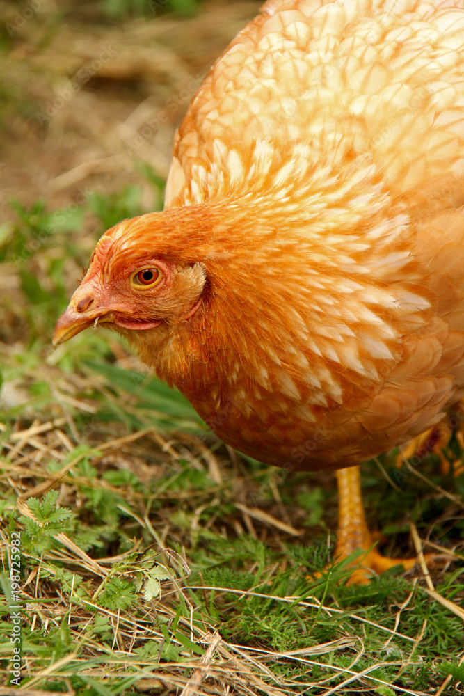 Fototapeta premium Chicken pullet