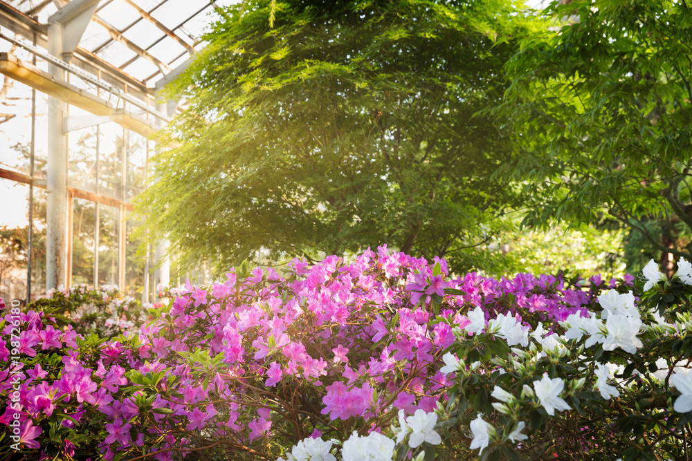 Flowering of colourful Azaleas and evergreen tropical trees in greenhouse in sunny day . Blooming Rhododendrons
