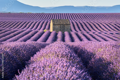 Fototapeta Naklejka Na Ścianę i Meble -  Lavender fields in Valensole with stone house in Summer light. Alpes de Haute Provence, France
