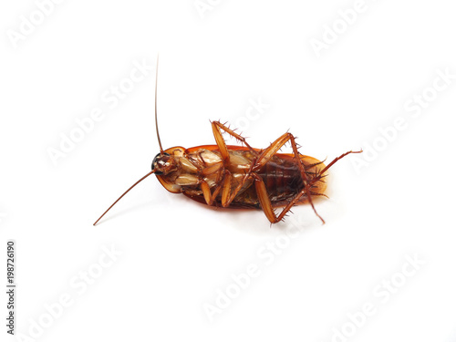 Dead cockroach isolated on white background. Cockroach is die after pesticides pest control.