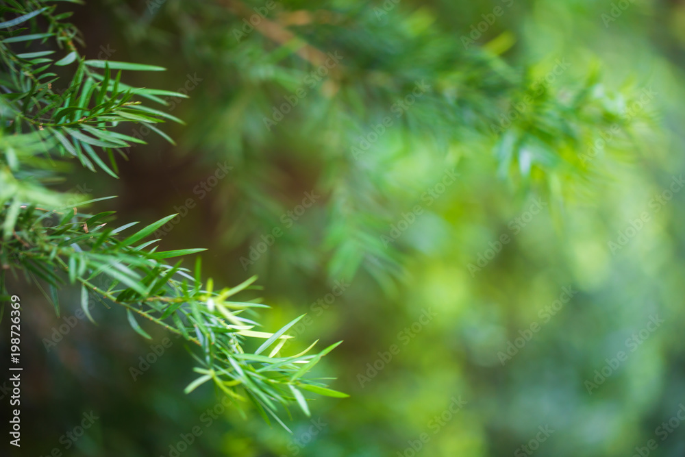 Green pine tree background in morning Green pine tree background in morning