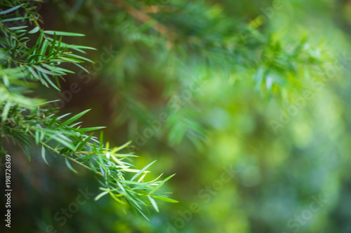 Green pine tree background in morning