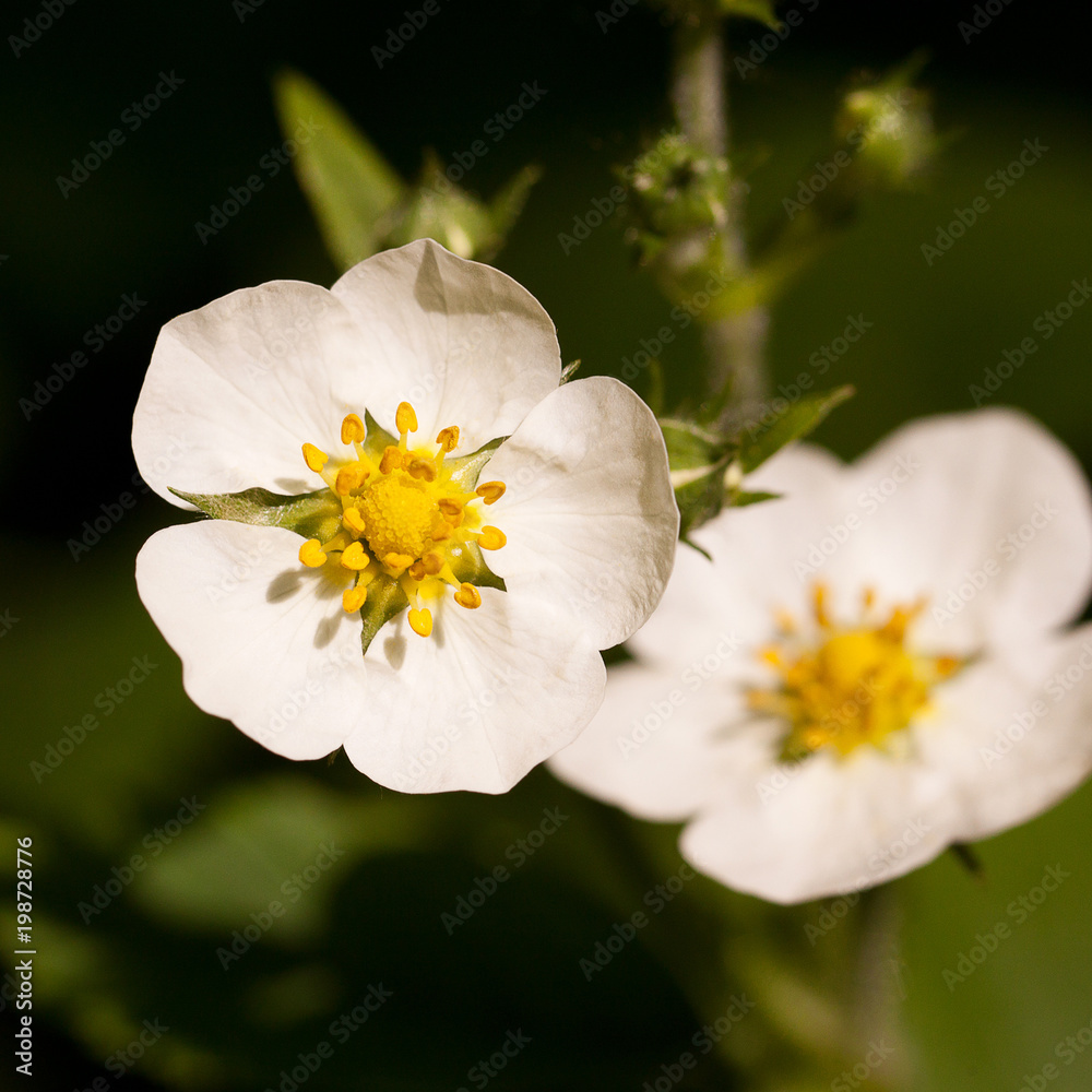 beautiful unusual white strawberry flowers beautiful unusual white strawberry flowers