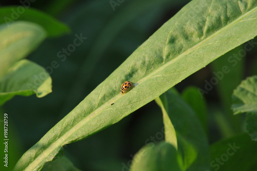 Ladybug on Leaf © Antonella