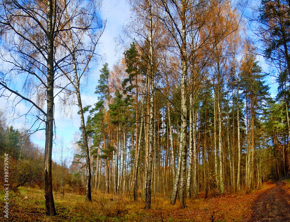 Fototapeta premium Birch grove at autumn