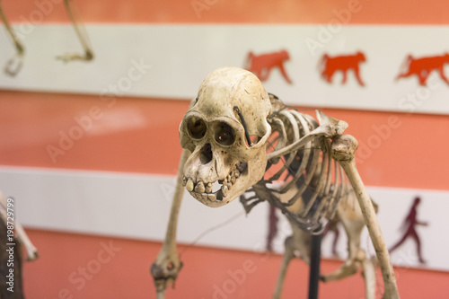 skeleton reconstruction of stone age man with background 