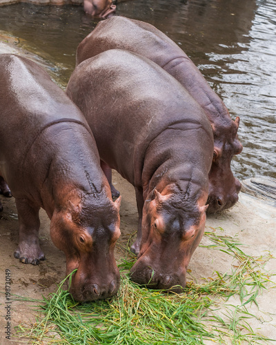 Hippopotamuses feed on various type of grasses including short, creeping grass and small green shoots and reeds.