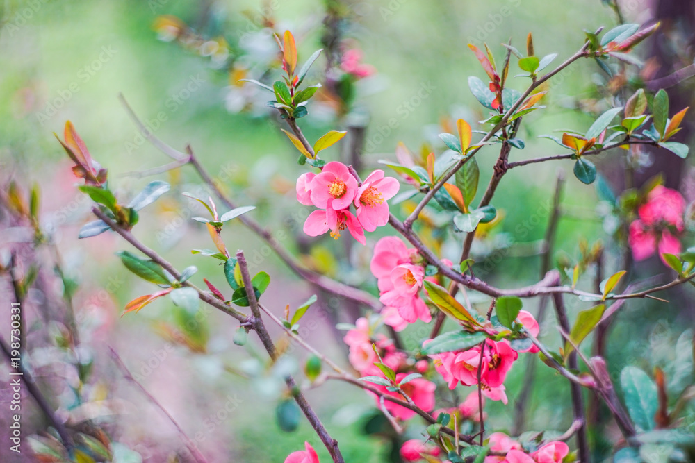 Chaenomeles japonica (Japanese flowering quince) Chaenomeles japonica (Japanese flowering quince)
