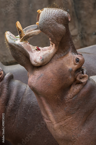 Hippopotamus widely open the mouth begging for food from the zoo visitors.