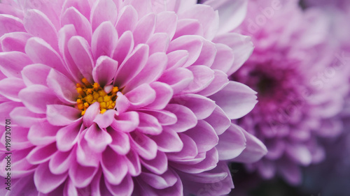 Closeup Shot at The Pink Chrysanthemum  Mum or Chrysanth Flower Showing The Pollen and Petals for Background  Backdrop  or Wallpaper.
