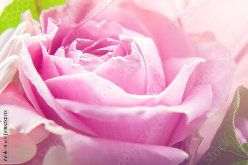 Closeup view of pink rose flower illuminated by sun (macro, shallow depth of field)