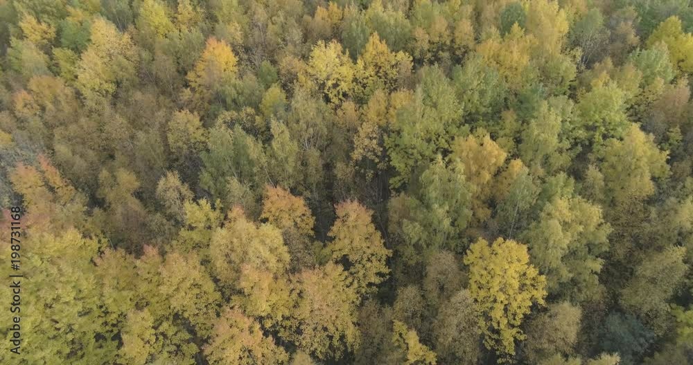Aerial forward fly over yellow autumn forest on a cloudy day Aerial forward fly over yellow autumn forest on a cloudy day