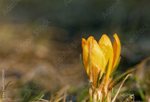 Fototapeta Naklejka Na Ścianę i Meble -  Fresh, young, yellow narcissus (Amarylidaceae) in spring in March, grows out of the ground., Close, horizontal view with copy space on the left side.