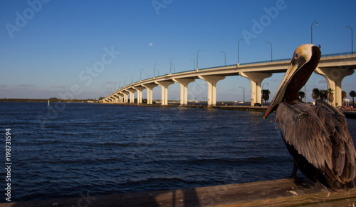 Floridian pelican Jensen beach bridge © mnvxgnxnb