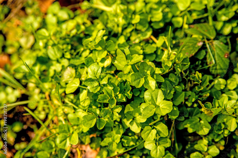 Watercress, fresh eatable herb and medicinal plant in spring Watercress, fresh eatable herb and medicinal plant in spring