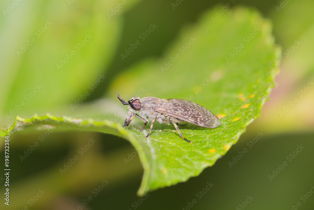 An insect crawls up on the grass outside An insect crawls up on the grass outside