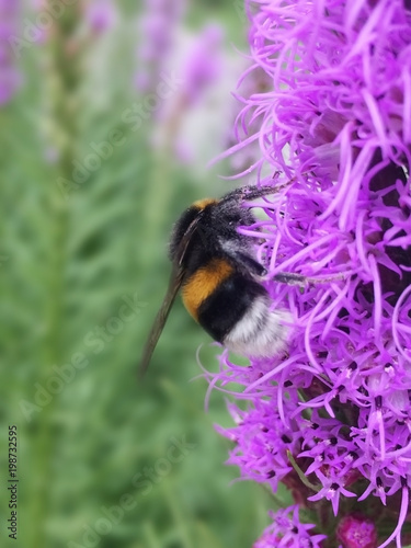 bumblebee, flower, macro, bombus, bumblebees, pollen, yellow, insect, summer, bumble, nature, honey, black, nectar, closeup, wildlife, animal, garden, close, plant, pollination, background, green, win