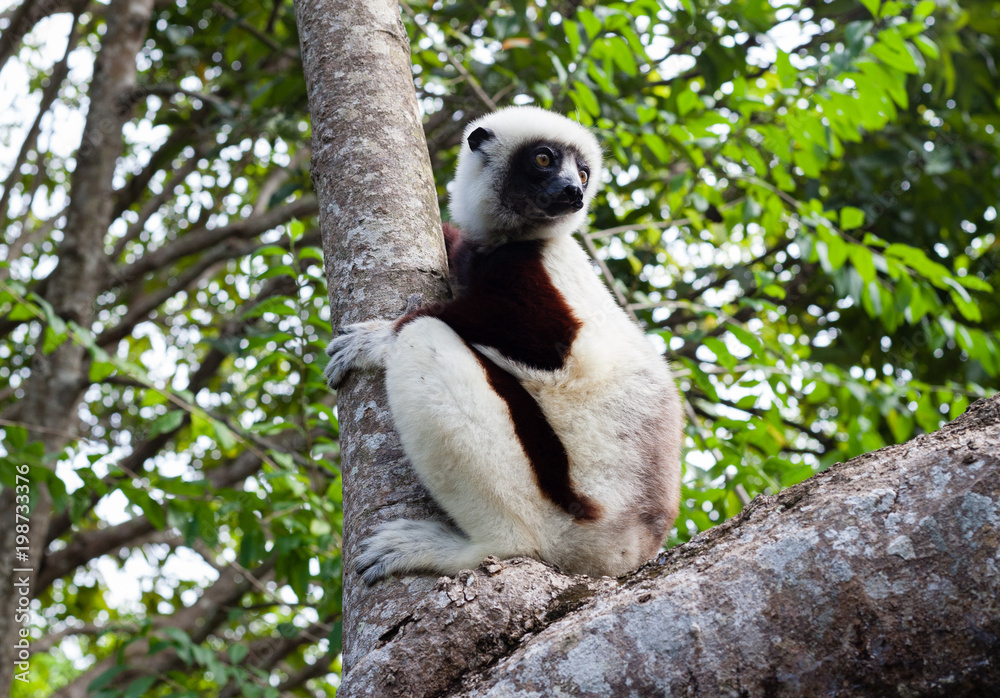 Obraz premium Dancing Lemur From Madagascar