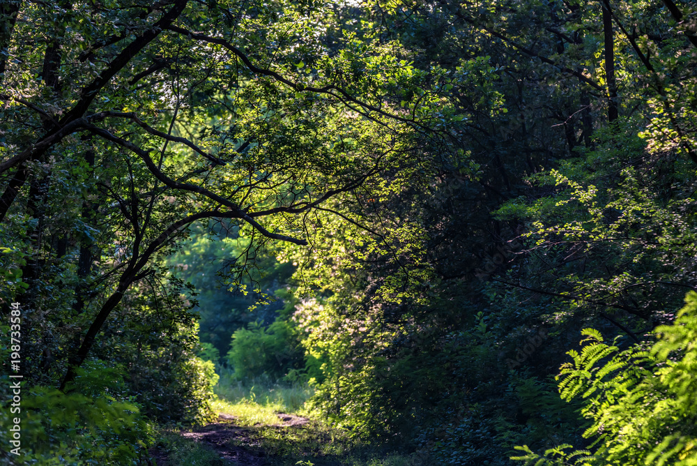 Walking path in summer forest on sunny day Walking path in summer forest on sunny day