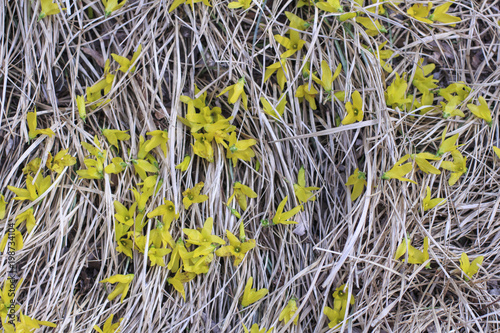 forsythia flower fell on the dry grass  photo