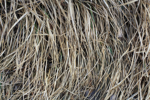 dry grass background  photo