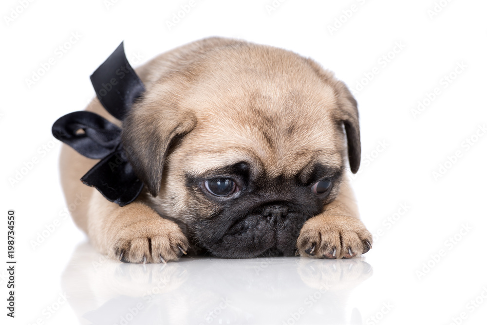 funny pug puppy lying down on white