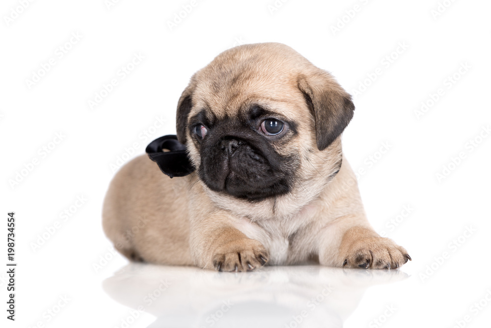 adorable fawn pug puppy lying down